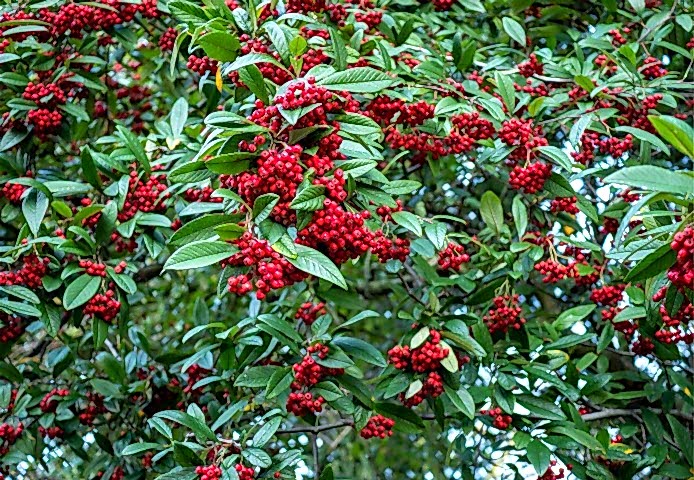 COTONEASTER SALİCİFOLİUS - HERDEM YEŞİL DAĞ MUŞMULASI