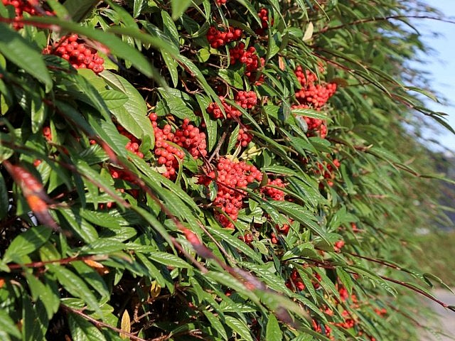 COTONEASTER SALİCİFOLİUS - HERDEM YEŞİL DAĞ MUŞMULASI