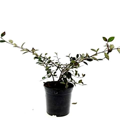 COTONEASTER SALİCİFOLİUS - HERDEM YEŞİL DAĞ MUŞMULASI