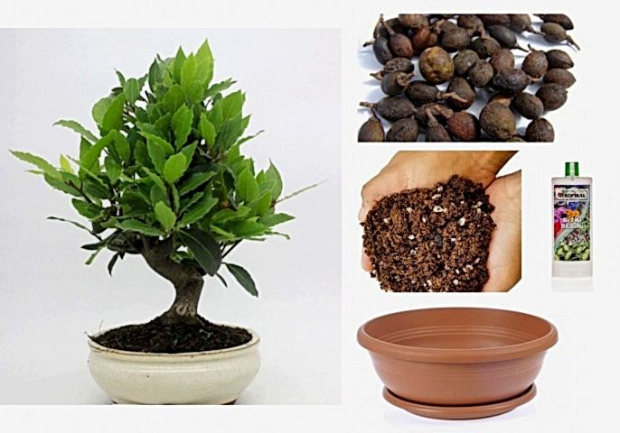 DEFNE AĞACI BONSAİ EKİM SETİ (TOHUM,TOPRAK,SAKSI,BİTKİ BESİNİ)