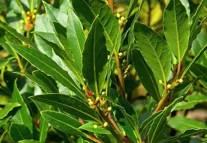 DEFNE AĞACI BONSAİ EKİM SETİ (TOHUM,TOPRAK,SAKSI,BİTKİ BESİNİ)