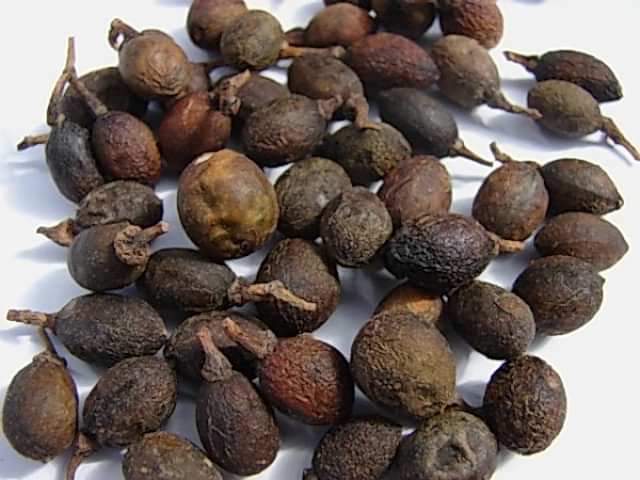 DEFNE AĞACI BONSAİ EKİM SETİ (TOHUM,TOPRAK,SAKSI,BİTKİ BESİNİ)