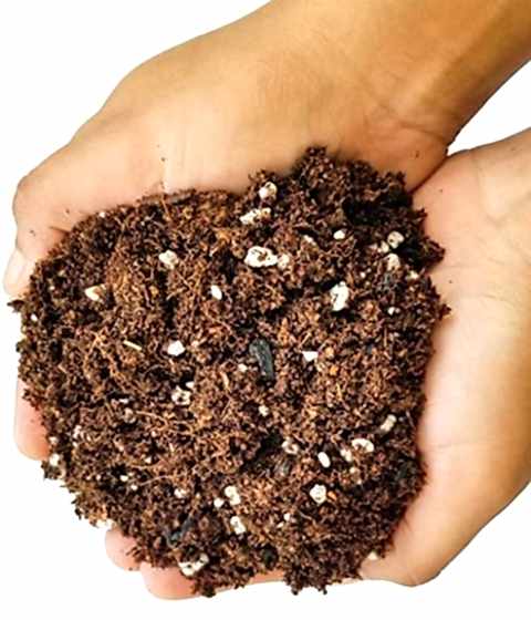 DEFNE AĞACI BONSAİ EKİM SETİ (TOHUM,TOPRAK,SAKSI,BİTKİ BESİNİ)