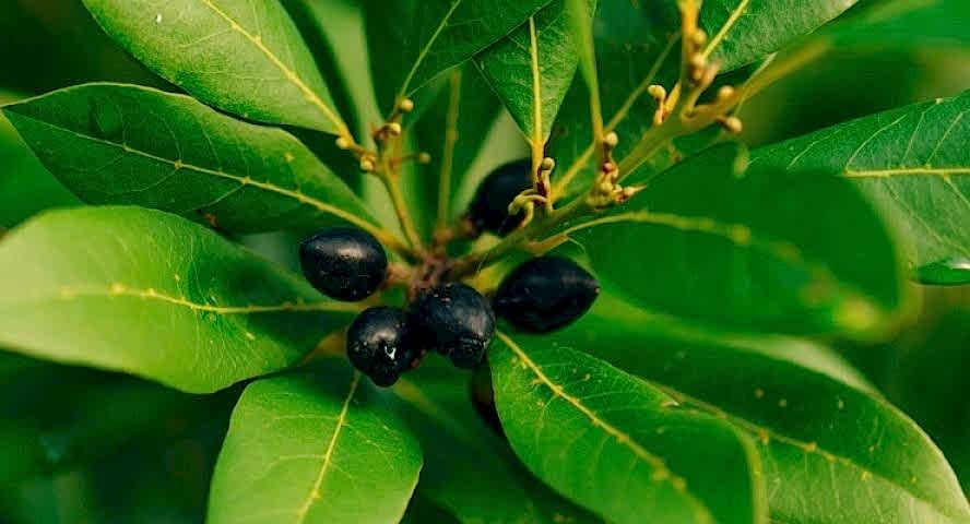 DEFNE AĞACI TOHUMU 30 ADET - Laurus Nobilis