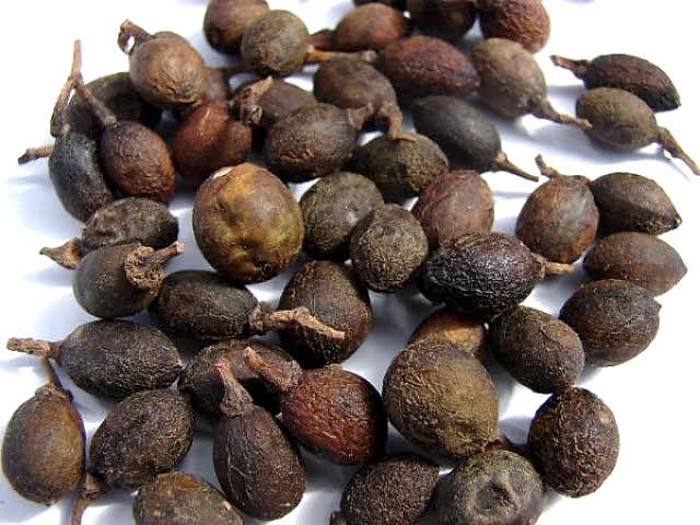 DEFNE AĞACI TOHUMU 30 ADET - Laurus Nobilis