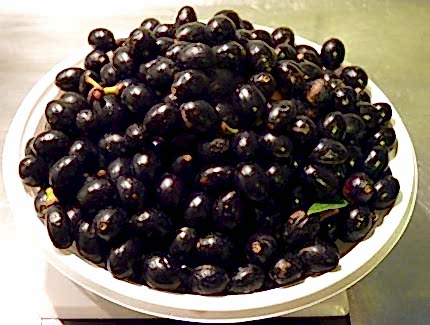 DEFNE AĞACI TOHUMU 60 ADET - Laurus Nobilis