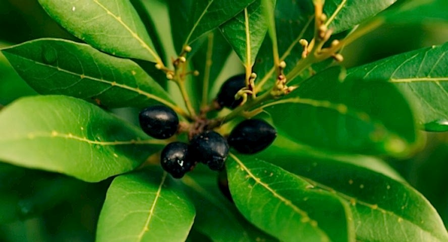 DEFNE AĞACI TOHUMU 60 ADET - Laurus Nobilis