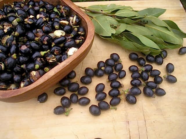 DEFNE AĞACI TOHUMU 60 ADET - Laurus Nobilis
