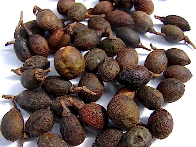 DEFNE AĞACI TOHUMU 60 ADET - Laurus Nobilis