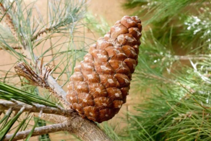 ELDER ÇAMI FİDANI 10 ADET - PİNUS ELDERİCA 30-40 CM