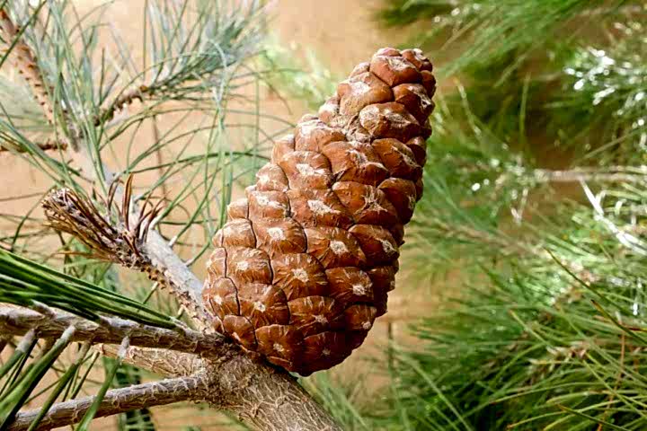 ELDER ÇAMI FİDANI 3 ADET - PİNUS ELDERİCA 30-40 CM