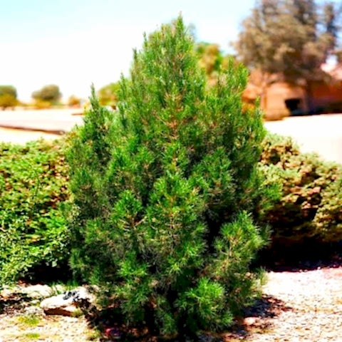 ELDER ÇAMI FİDANI 3 ADET - PİNUS ELDERİCA 30-40 CM