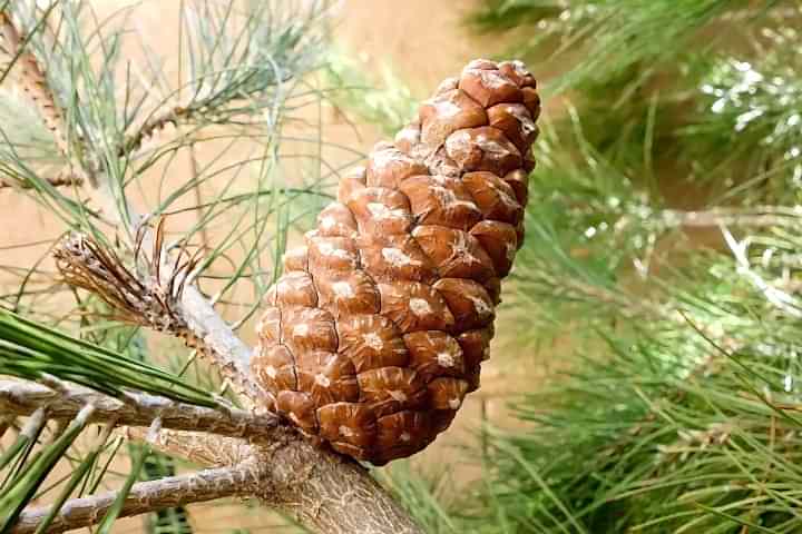 ELDER ÇAMI FİDANI 5 ADET - PİNUS ELDERİCA 30-40 CM