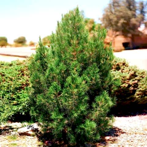 ELDER ÇAMI FİDANI 5 ADET - PİNUS ELDERİCA 30-40 CM