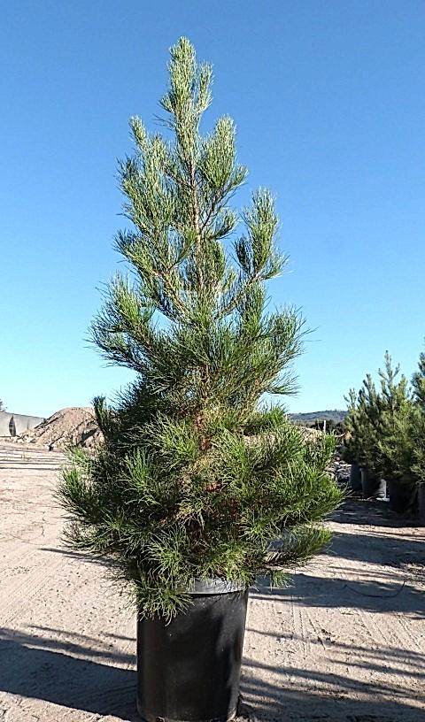 ELDER ÇAMI FİDANI 5 ADET - PİNUS ELDERİCA 30-40 CM