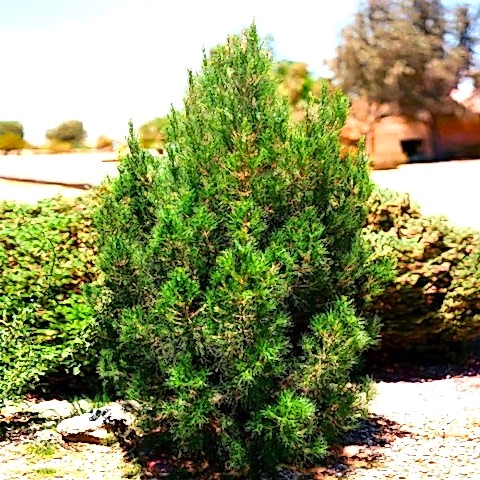 ELDER ÇAMI FİDANI - PİNUS ELDERİCA 30-40 CM