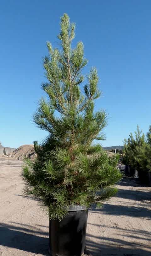 ELDER ÇAMI FİDANI - PİNUS ELDERİCA 30-40 CM
