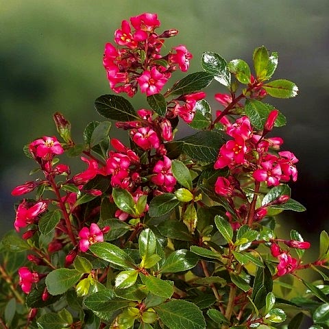 ESKOLONYA ÇALISI PEMBE ÇİÇEKLİ 10 ADET - Escallonia Cardinallis