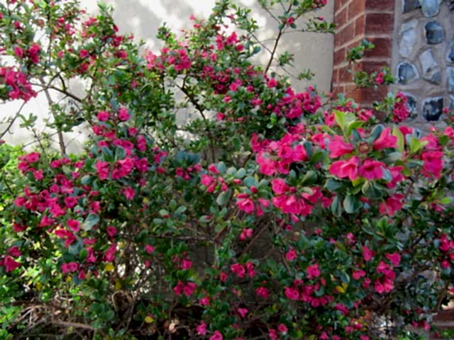 ESKOLONYA ÇALISI PEMBE ÇİÇEKLİ 10 ADET - Escallonia Cardinallis