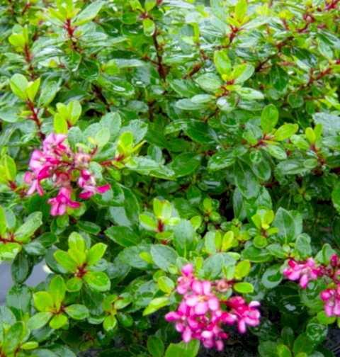 ESKOLONYA ÇALISI PEMBE ÇİÇEKLİ 10 ADET - Escallonia Cardinallis