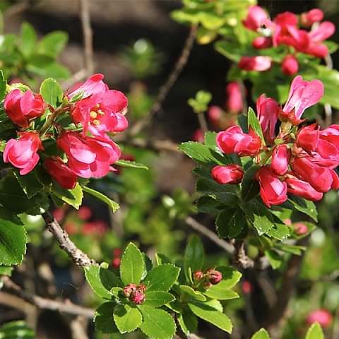 ESKOLONYA ÇALISI PEMBE ÇİÇEKLİ 10 ADET - Escallonia Cardinallis