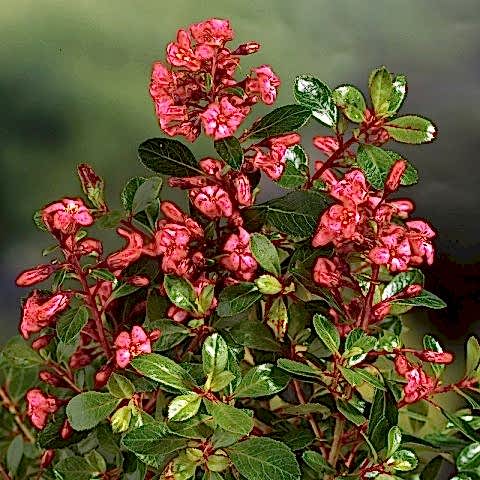 ESKOLONYA ÇALISI PEMBE ÇİÇEKLİ 3 ADET - Escallonia Cardinallis