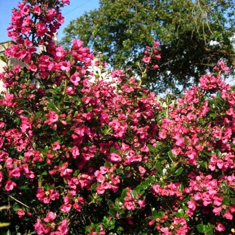 ESKOLONYA ÇALISI PEMBE ÇİÇEKLİ 3 ADET - Escallonia Cardinallis