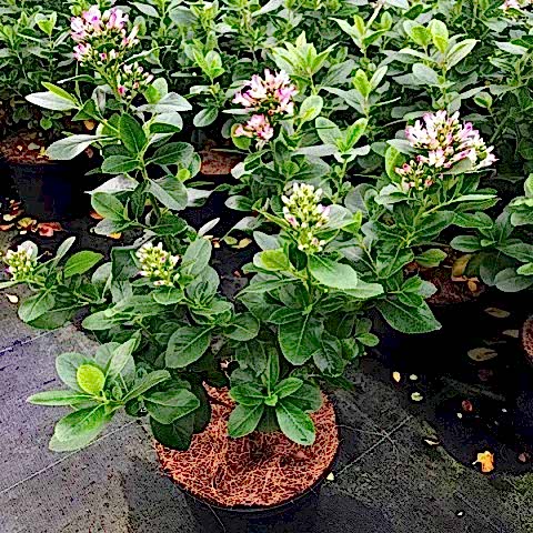 ESKOLONYA ÇALISI PEMBE ÇİÇEKLİ 3 ADET - Escallonia Cardinallis