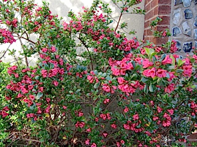 ESKOLONYA ÇALISI PEMBE ÇİÇEKLİ 3 ADET - Escallonia Cardinallis