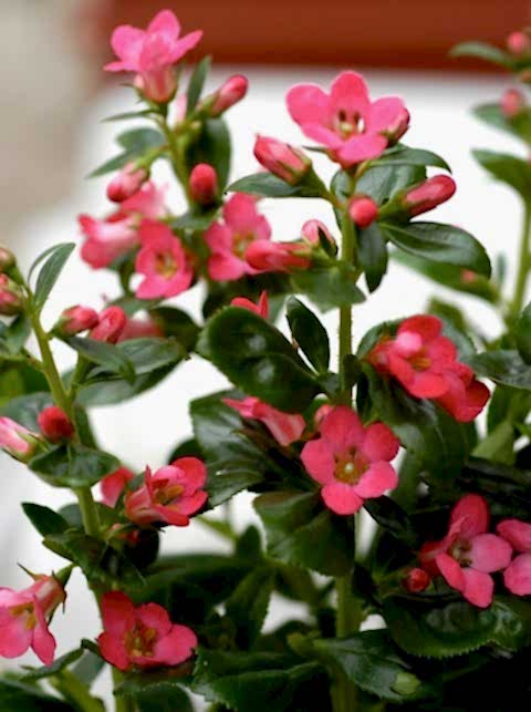 ESKOLONYA ÇALISI PEMBE ÇİÇEKLİ 5 ADET - Escallonia Cardinallis