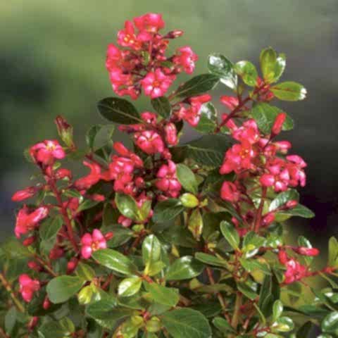 ESKOLONYA ÇALISI PEMBE ÇİÇEKLİ 5 ADET - Escallonia Cardinallis