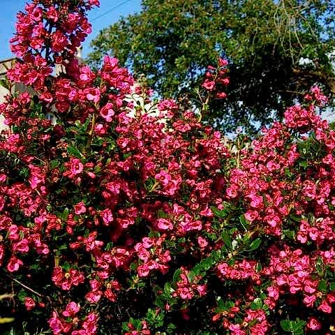 ESKOLONYA ÇALISI PEMBE ÇİÇEKLİ 5 ADET - Escallonia Cardinallis