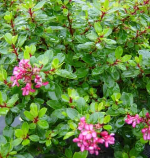 ESKOLONYA ÇALISI PEMBE ÇİÇEKLİ 5 ADET - Escallonia Cardinallis