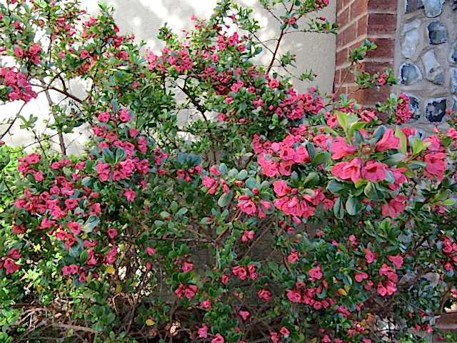 ESKOLONYA ÇALISI PEMBE ÇİÇEKLİ 5 ADET - Escallonia Cardinallis