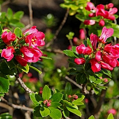 ESKOLONYA ÇALISI PEMBE ÇİÇEKLİ 5 ADET - Escallonia Cardinallis