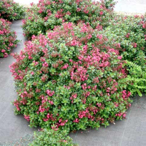 ESKOLONYA ÇALISI PEMBE ÇİÇEKLİ 5 ADET - Escallonia Cardinallis