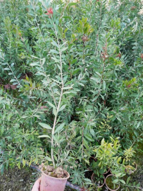 FIRÇA ÇALISI CALLİSTEMON 10 ADET (80-100 CM) ÇİÇEKLİ PEYZAJ/ÇİT BİTKİSİ
