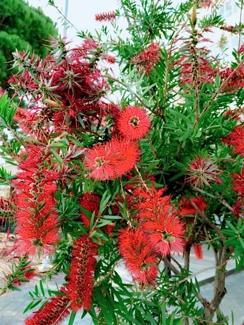FIRÇA ÇALISI CALLİSTEMON 10 ADET (80-100 CM) ÇİÇEKLİ PEYZAJ/ÇİT BİTKİSİ