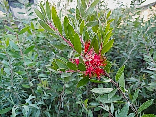 FIRÇA ÇALISI CALLİSTEMON 10 ADET (80-100 CM) ÇİÇEKLİ PEYZAJ/ÇİT BİTKİSİ