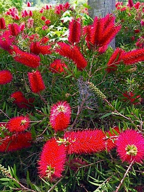 FIRÇA ÇALISI CALLİSTEMON 10 ADET (80-100 CM) ÇİÇEKLİ PEYZAJ/ÇİT BİTKİSİ