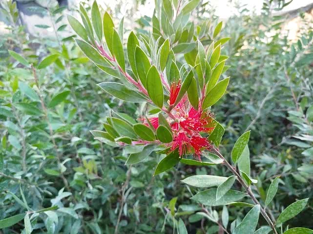 FIRÇA ÇALISI CALLİSTEMON 3 ADET (80-100 CM) ÇİÇEKLİ PEYZAJ/ÇİT BİTKİSİ