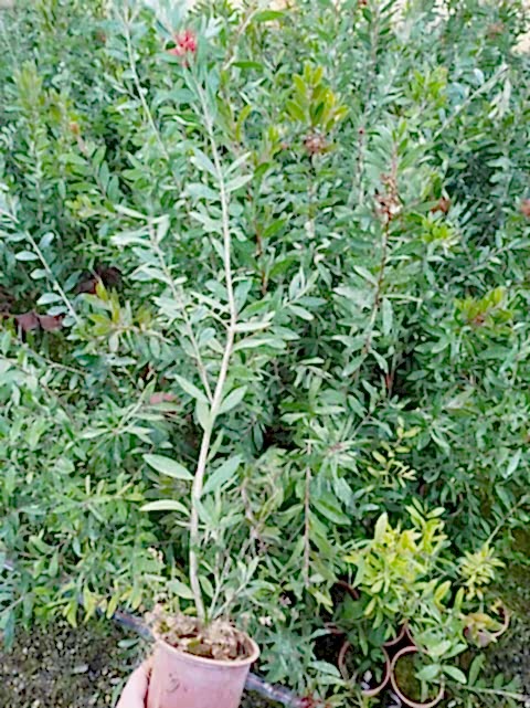FIRÇA ÇALISI CALLİSTEMON 5 ADET (80-100 CM) ÇİÇEKLİ PEYZAJ/ÇİT BİTKİSİ
