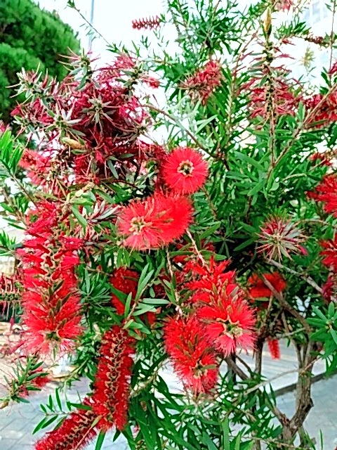 FIRÇA ÇALISI CALLİSTEMON 5 ADET (80-100 CM) ÇİÇEKLİ PEYZAJ/ÇİT BİTKİSİ