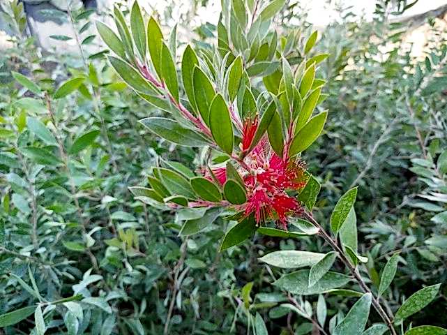 FIRÇA ÇALISI CALLİSTEMON 5 ADET (80-100 CM) ÇİÇEKLİ PEYZAJ/ÇİT BİTKİSİ