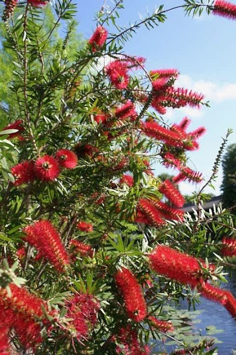 FIRÇA ÇALISI CALLİSTEMON 5 ADET (80-100 CM) ÇİÇEKLİ PEYZAJ/ÇİT BİTKİSİ