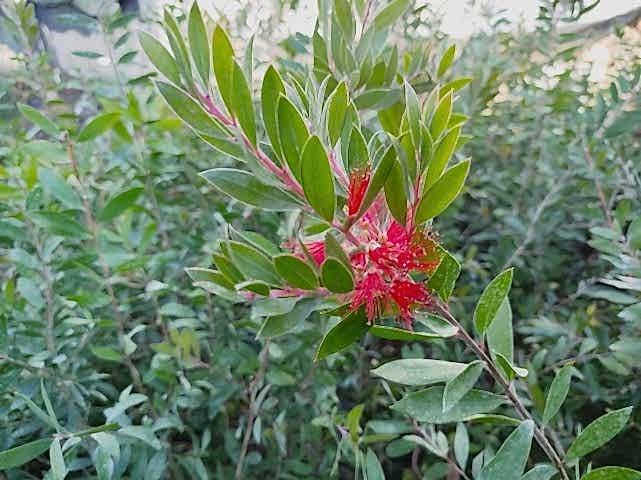 FIRÇA ÇALISI CALLİSTEMON 80-100 CM - ÇİÇEKLİ PEYZAJ/ÇİT BİTKİSİ