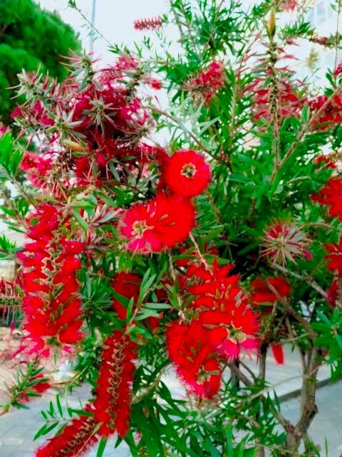 FIRÇA ÇALISI CALLİSTEMON 80-100 CM - ÇİÇEKLİ PEYZAJ/ÇİT BİTKİSİ