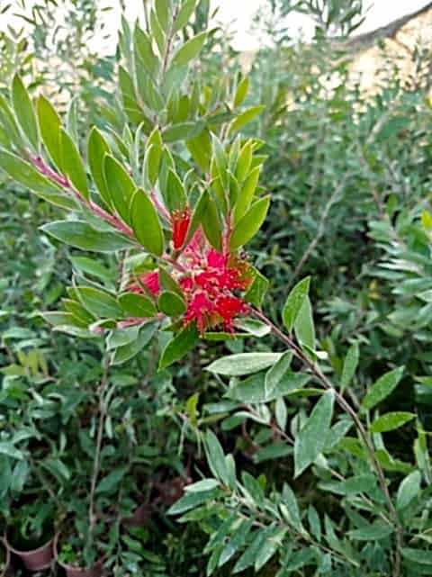 FIRÇA ÇALISI CALLİSTEMON 80-100 CM - ÇİÇEKLİ PEYZAJ/ÇİT BİTKİSİ