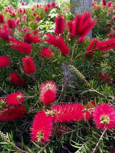 FIRÇA ÇALISI CALLİSTEMON 80-100 CM - ÇİÇEKLİ PEYZAJ/ÇİT BİTKİSİ