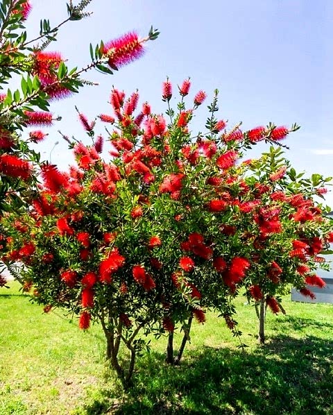 FIRÇA ÇALISI CALLİSTEMON 80-100 CM - ÇİÇEKLİ PEYZAJ/ÇİT BİTKİSİ